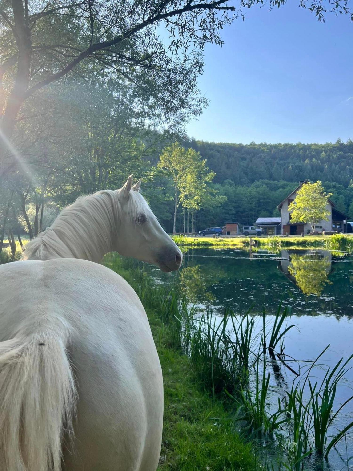 Maison D'Hotes En Pleine Nature Avec Chevaux Soucht Zewnętrze zdjęcie