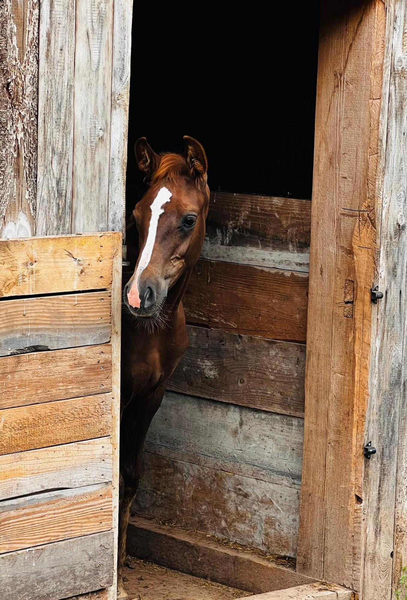 Maison D'Hotes En Pleine Nature Avec Chevaux Soucht Zewnętrze zdjęcie