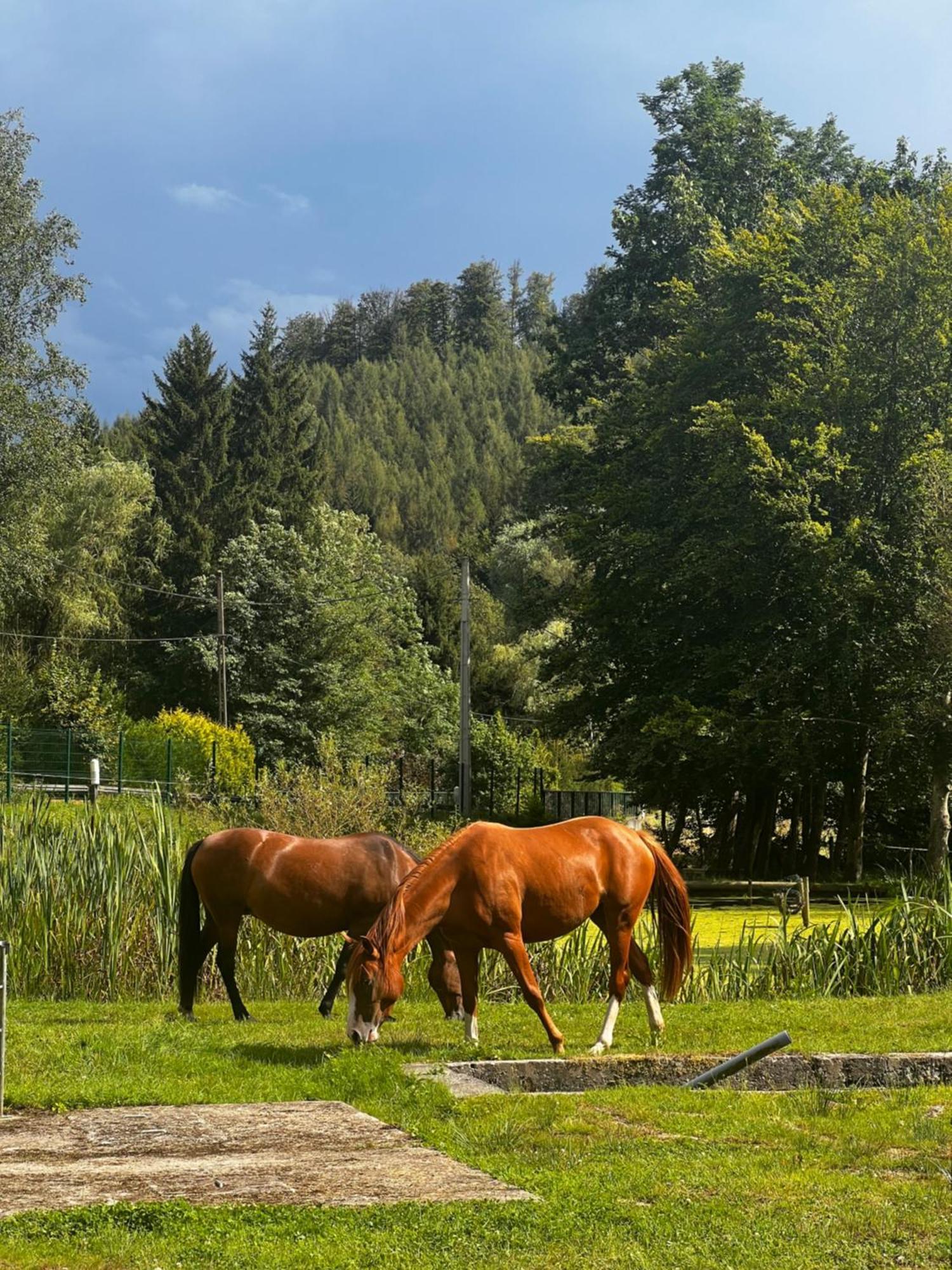 Maison D'Hotes En Pleine Nature Avec Chevaux Soucht Zewnętrze zdjęcie