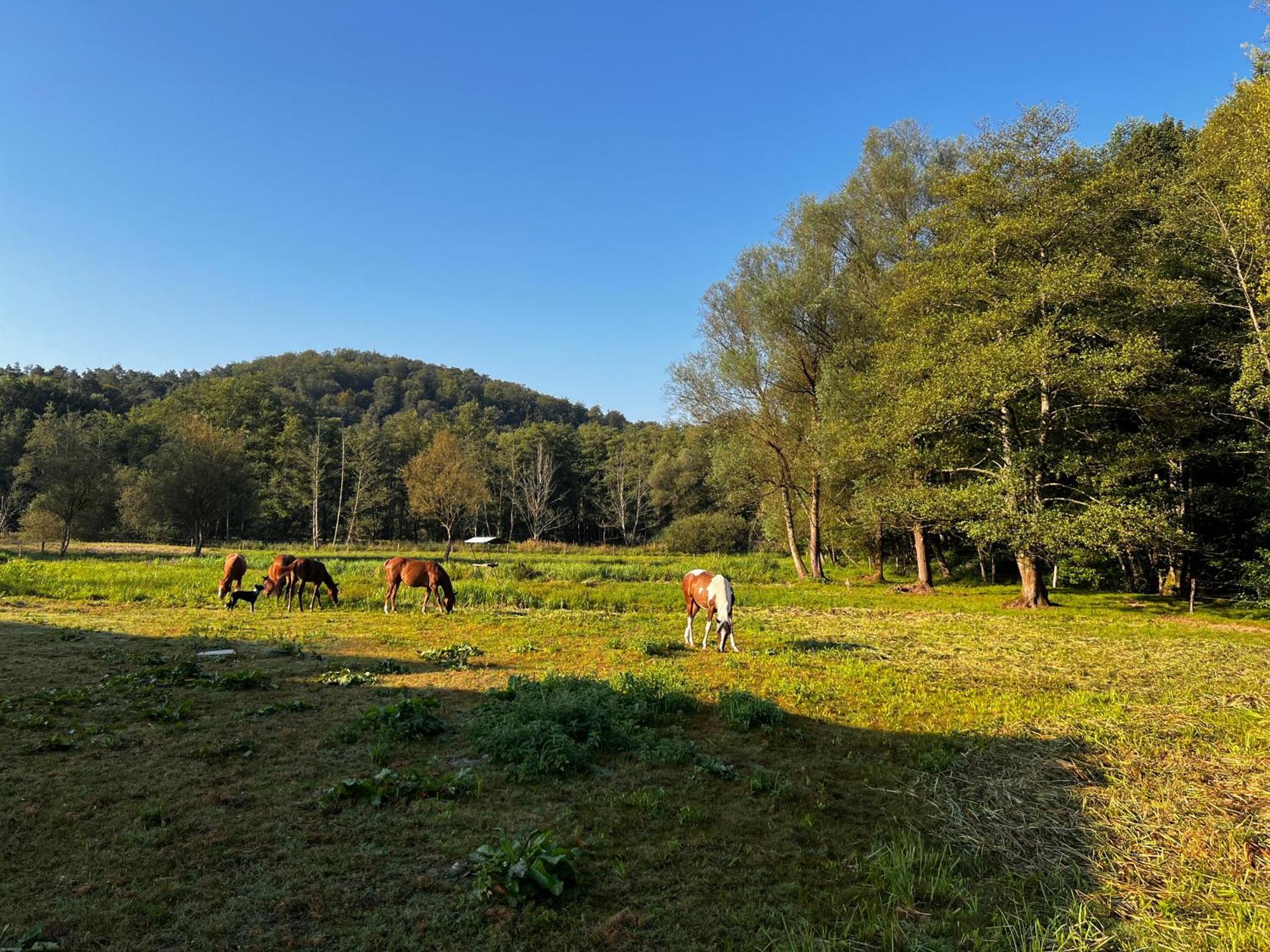 Maison D'Hotes En Pleine Nature Avec Chevaux Soucht Zewnętrze zdjęcie