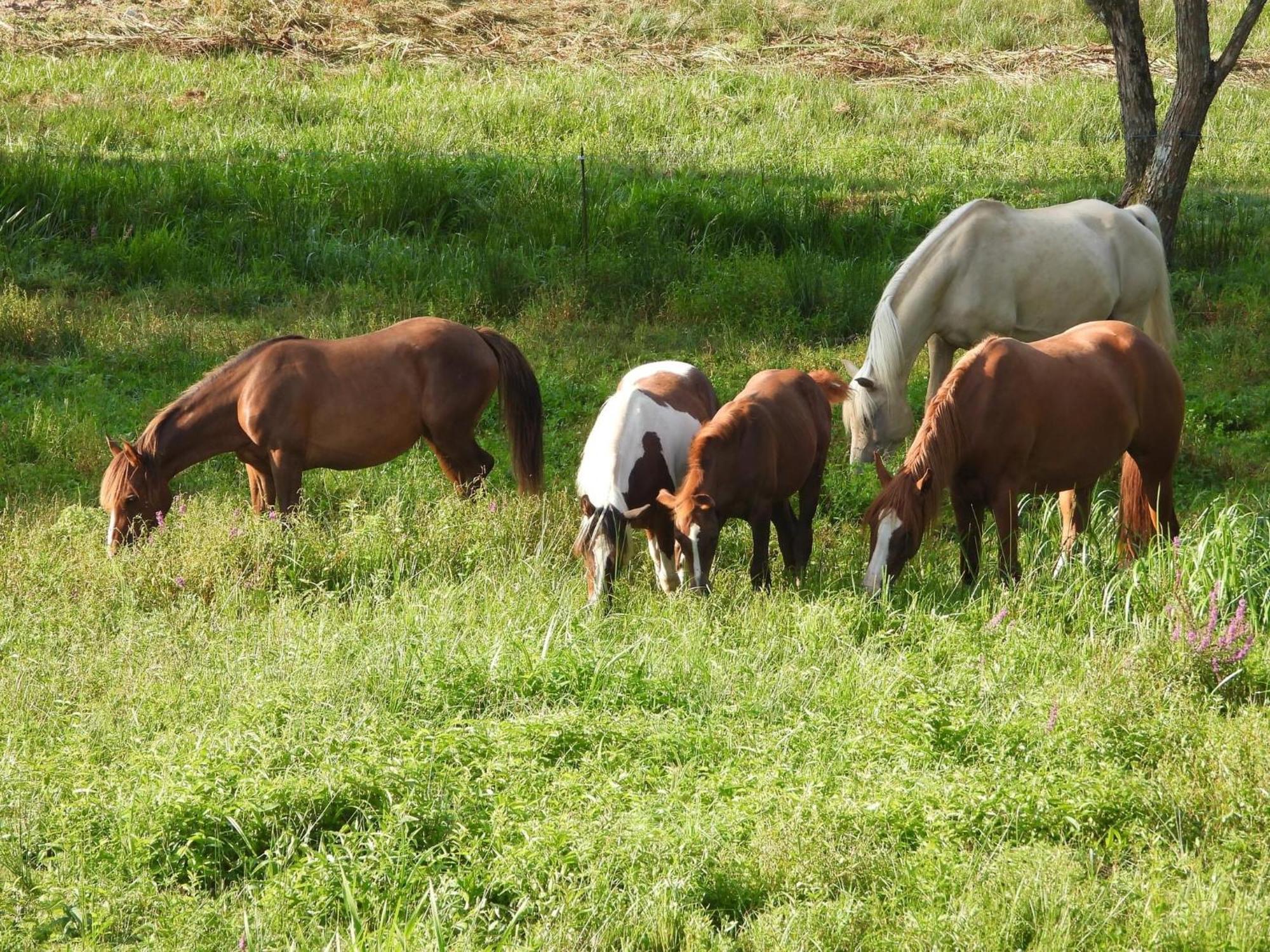 Maison D'Hotes En Pleine Nature Avec Chevaux Soucht Zewnętrze zdjęcie