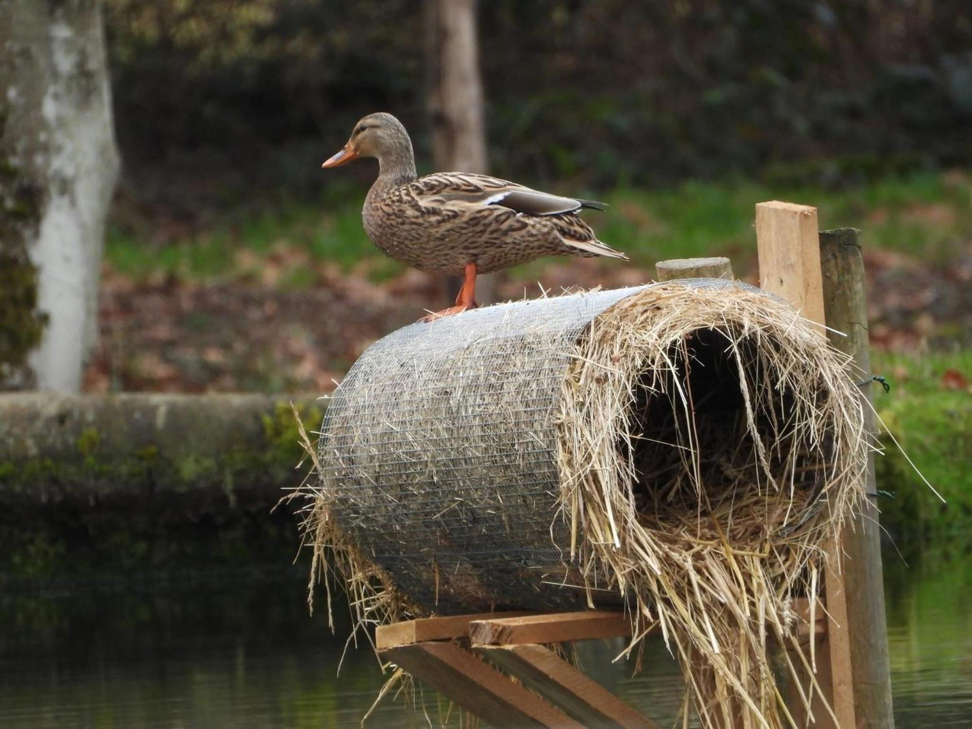 Maison D'Hotes En Pleine Nature Avec Chevaux Soucht Zewnętrze zdjęcie